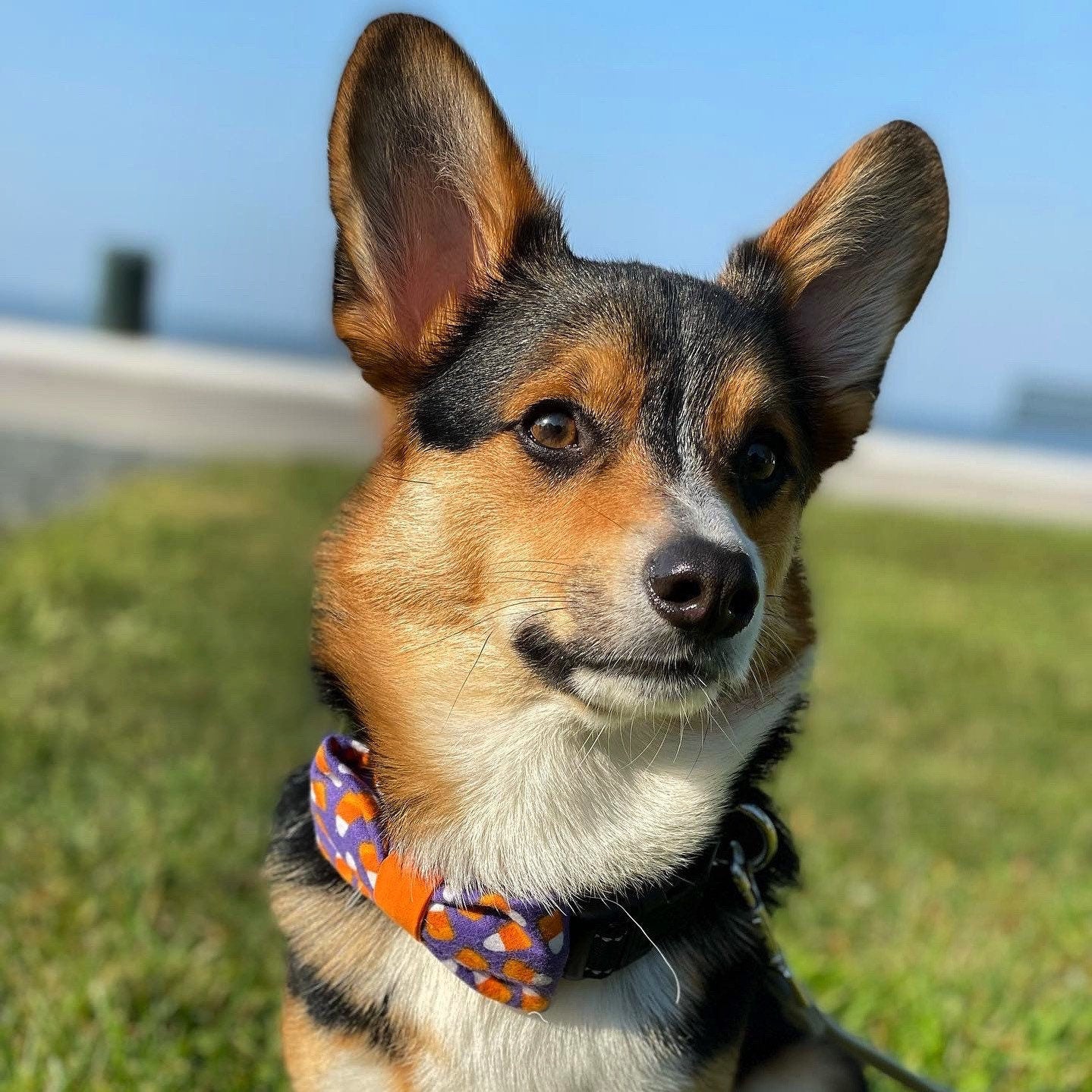 Dog Halloween Candy Corn Bow Tie